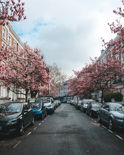 A residential street lined with parked cars on both sides, including compact and mid-sized vehicles, under blooming cherry blossom trees with pink flowers on the branches and some petals fallen on the pavement. The street is flanked by white and brick houses with classic architectural features, multi-story facades, and front gardens, typical of Holland Park in Kensington and Chelsea. The scene is illuminated by natural daylight with a partly cloudy sky overhead. The image depicts a quiet, well-maintained neighbourhood suitable for house moves or furniture transport, and showcases the typical environment where Removal Company Holland Park may assist with home relocation or professional moving services, ensuring compliance with local council rules for removals in the area.