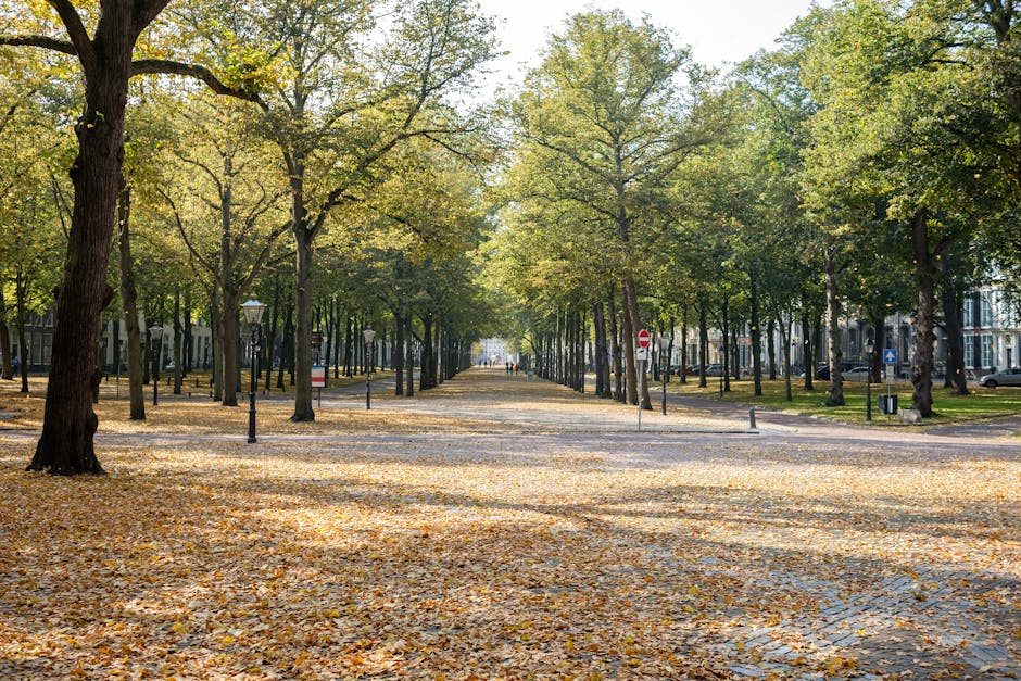 A wide outdoor scene showing a tree-lined pathway with a gravel surface during daytime. The trees have green and yellow leaves, suggesting early autumn, and fallen leaves are scattered across the ground. The pathway extends straight ahead, bordered by lamp posts, bollards, and benches, with residential buildings visible among the trees in the background. The scene is well-lit with natural sunlight filtering through the foliage, creating dappled shadows on the pathway. This setting is part of a park or street environment in a residential district. The image portrays a quiet, pedestrian-friendly area suitable for a home relocation process, which is relevant to the services offered by Removal Company Holland Park, specializing in removals and short-notice moving help in the Holland Park W11 area.